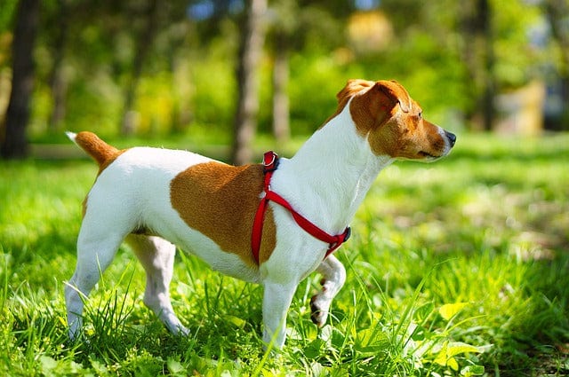 Jack Russell Terrier A Little Dog Paint By Number Kit