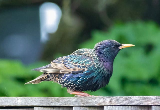 Juvenile Starling Starling Berry'S Paint By Number Kit