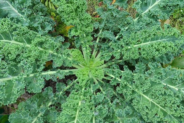 Kale A Vegetable Healthy Paint By Number Kit
