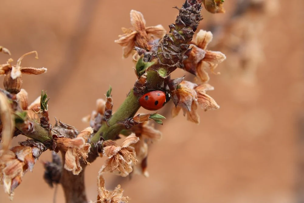 Paint By Numbers | Aphid - Ladybug On The Flower