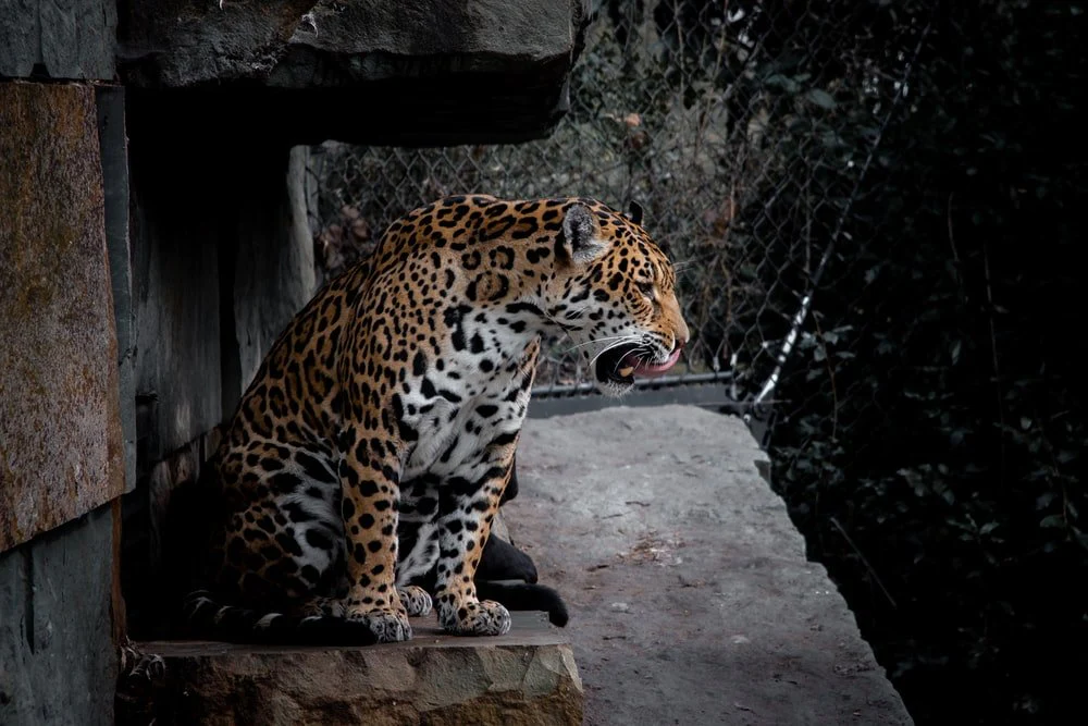 Paint By Numbers | Black Panther - Leopard On Brown Concrete Surface