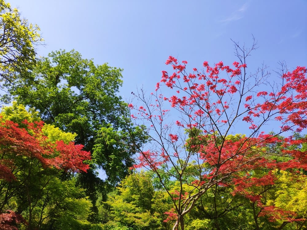 Paint By Numbers | Zhenjiang - Low Angle Photography Of Trees