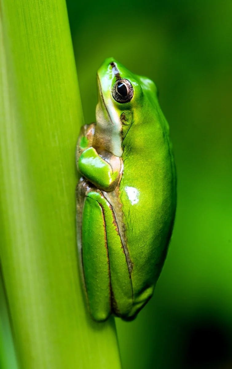 Paint By Numbers | Frog - Macro Photo Of Green Frog