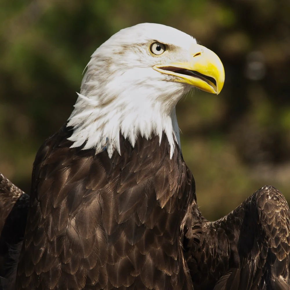 Paint By Numbers | Bald Eagle - Macro Photography Of Bald Eagle