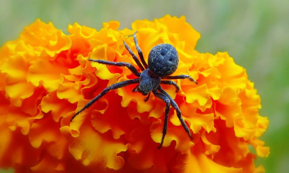 Paint By Numbers | Black Widow Spider - Macro Photography Of Black Spider On Orange Flower