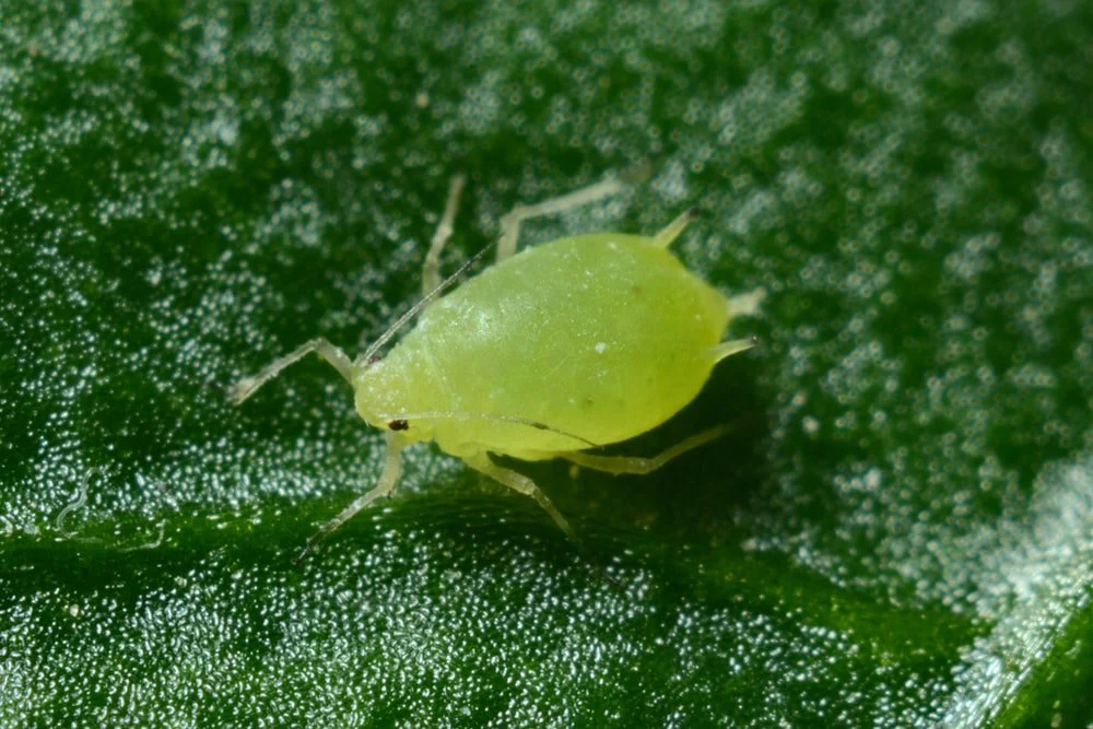 Paint By Numbers | Aphid - Macro Photography Of Green Aphid