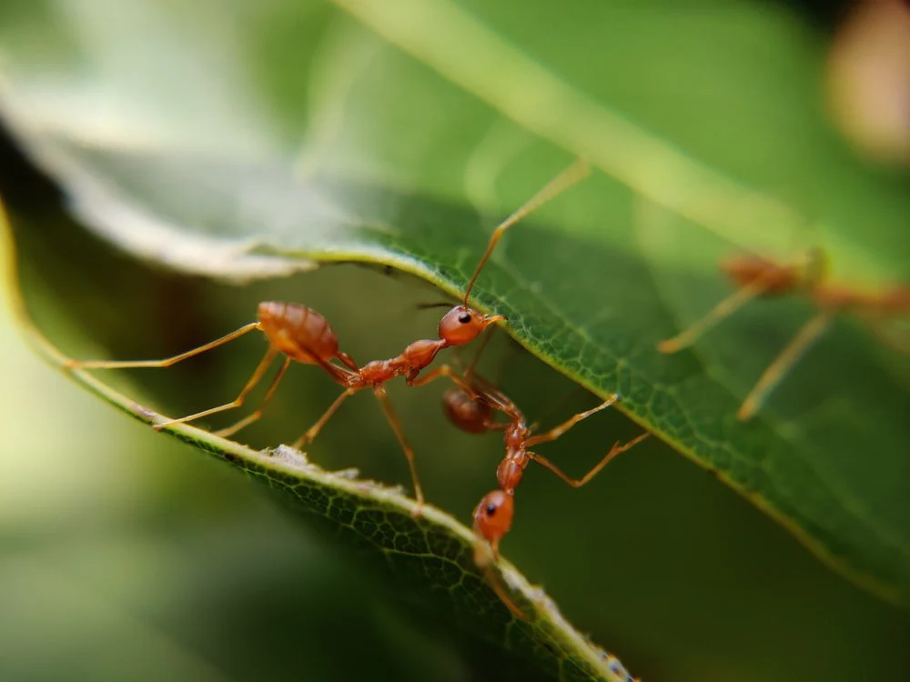 Paint By Numbers | Ant - Macro Photography Of Red Ants