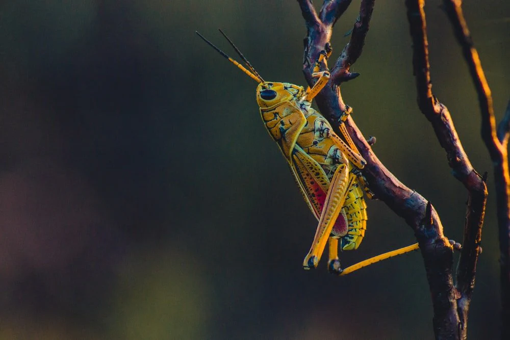 Paint By Numbers | Grasshopper - Macro Photography Of Yellow Grasshopper On Tree Branch
