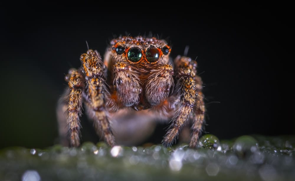 Paint By Numbers | Spider - Macro Shoot Photography Of Brown Spider