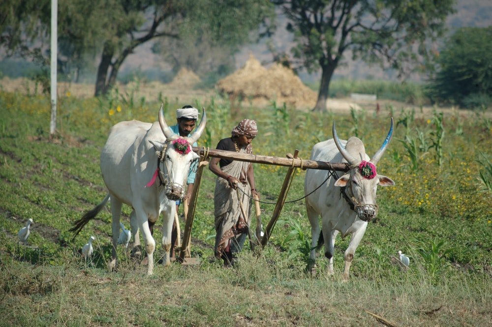 Paint By Numbers | Ox - Man And Woman Plowing Field Using Two Cattle