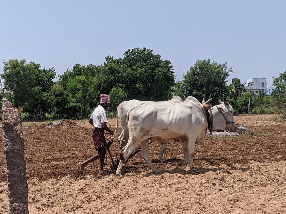Paint By Numbers | Ox - Man In Blue Shirt And Blue Denim Jeans Standing On Brown Field With White Cow During