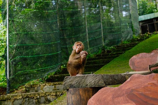 Monkey Zoo Wildlife Paint By Number Kit