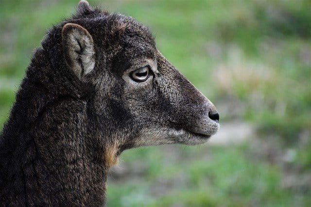 Mouflon Head The Animal Paint By Number Kit