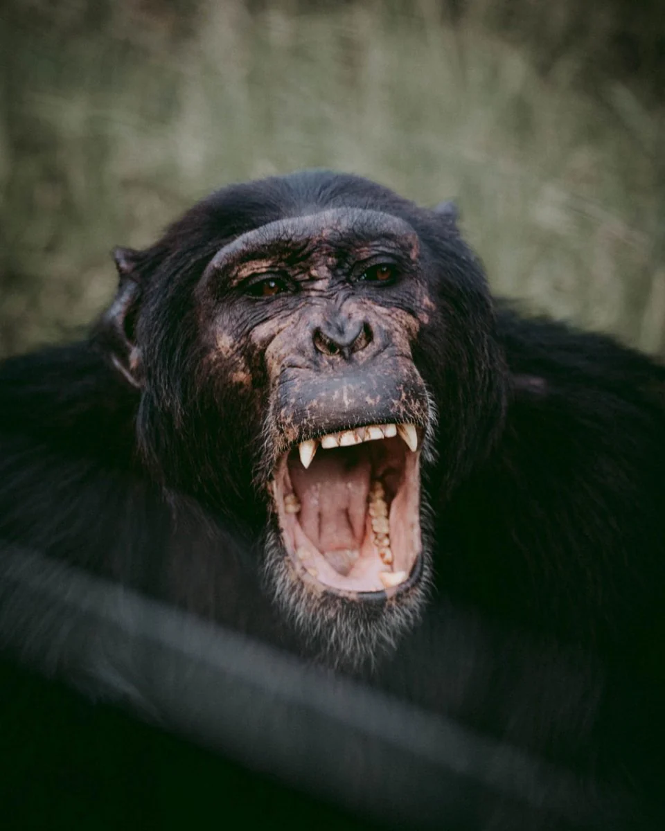 Paint By Numbers | Ape - Opened Mouth Chimpanzee