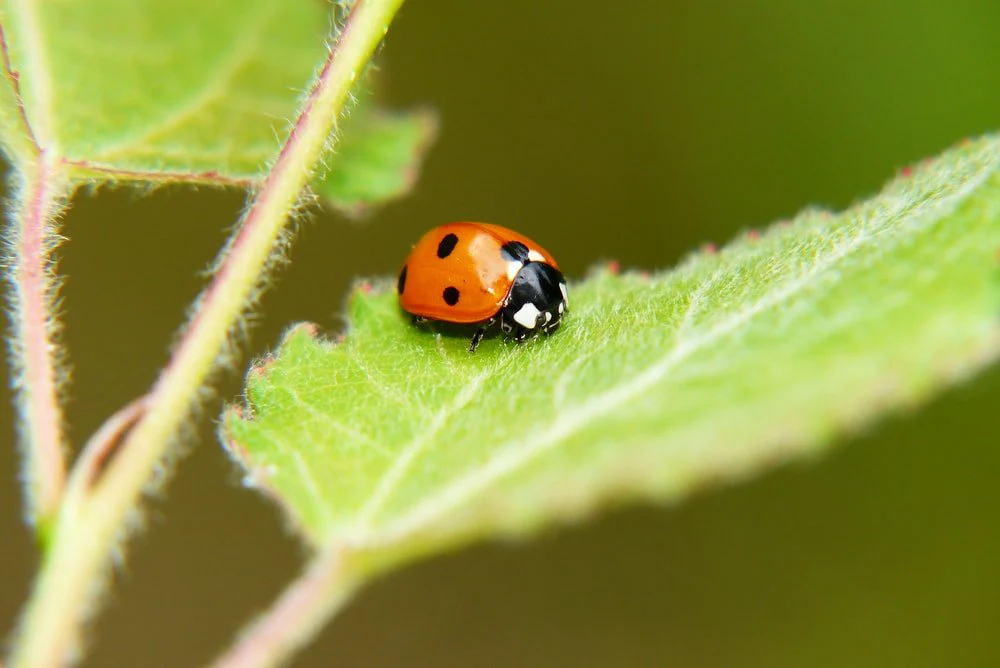 Paint By Numbers | Aphid - Orange And Black Bug On Leaf
