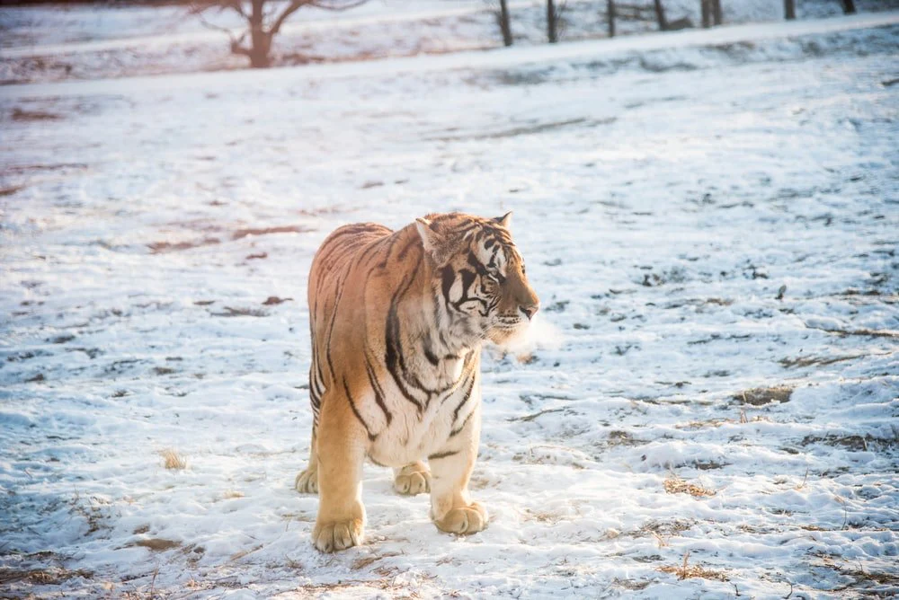Paint By Numbers | Harbin - Orange And Black Tiger Standing Outdoors