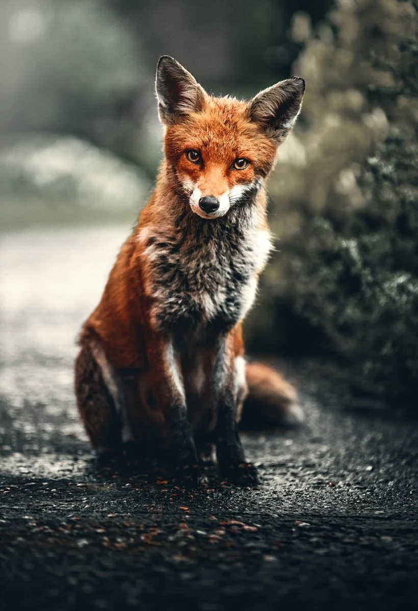 Paint By Numbers | Fox - Orange And Silver Fox