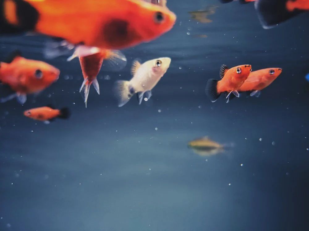 Paint By Numbers | Bass - Orange And White Fishes On Water