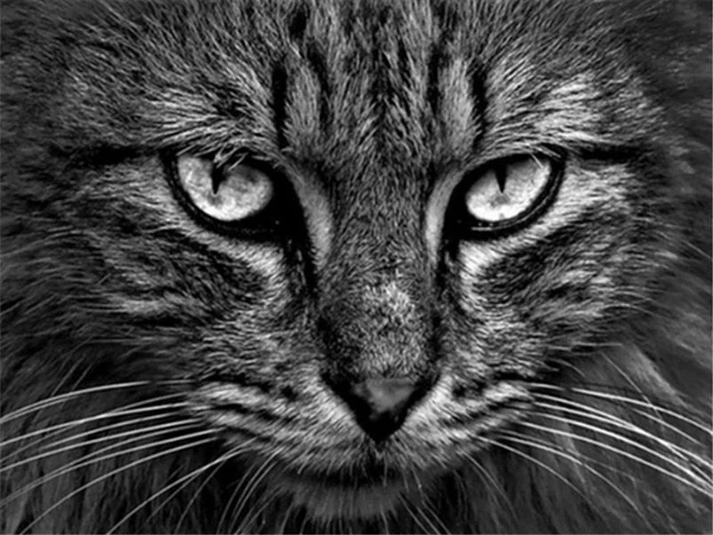 Paint By Numbers | Cats - Image 4