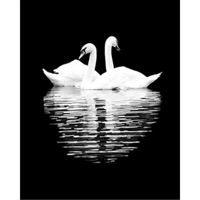Paint By Numbers | Swan Reflection