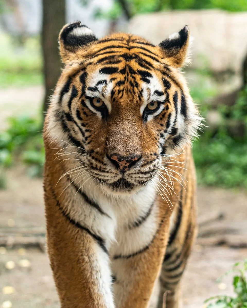 Paint By Numbers | Tiger - Bengal Tiger