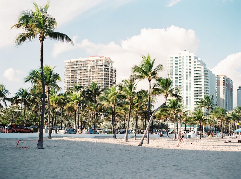Paint By Numbers | Miami - Palm Trees Near Buildings