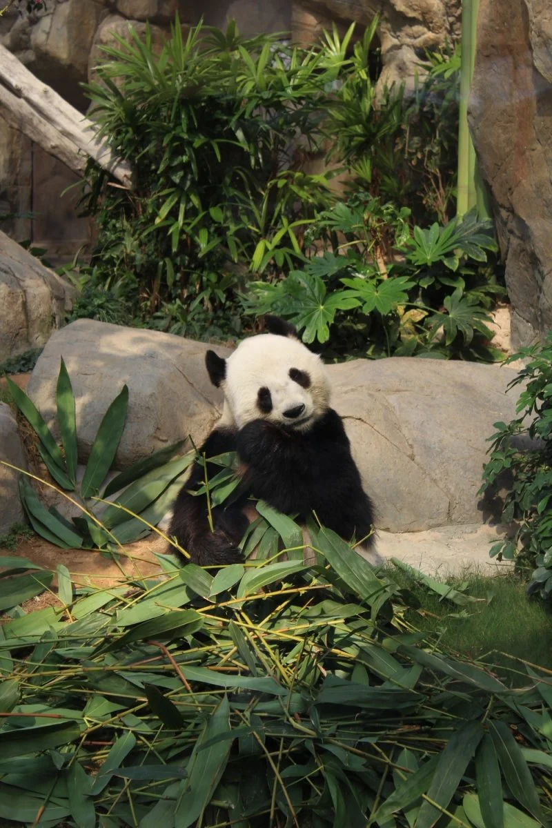 Paint By Numbers | Panda - Panda Bear On Green Leaves