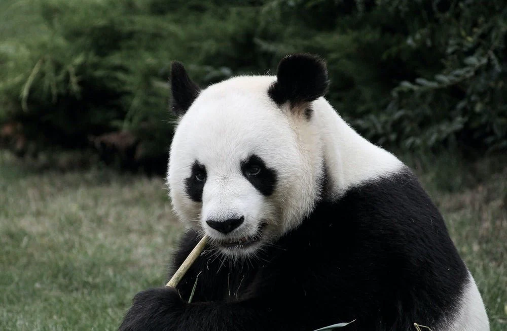 Paint By Numbers | Panda - Panda Eating Bamboo