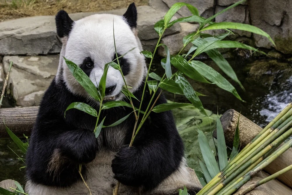 Paint By Numbers | Panda - Panda Eating Leafed