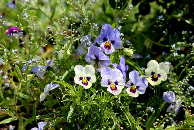 Pansies Violet Viola Tricolor Paint By Number Kit