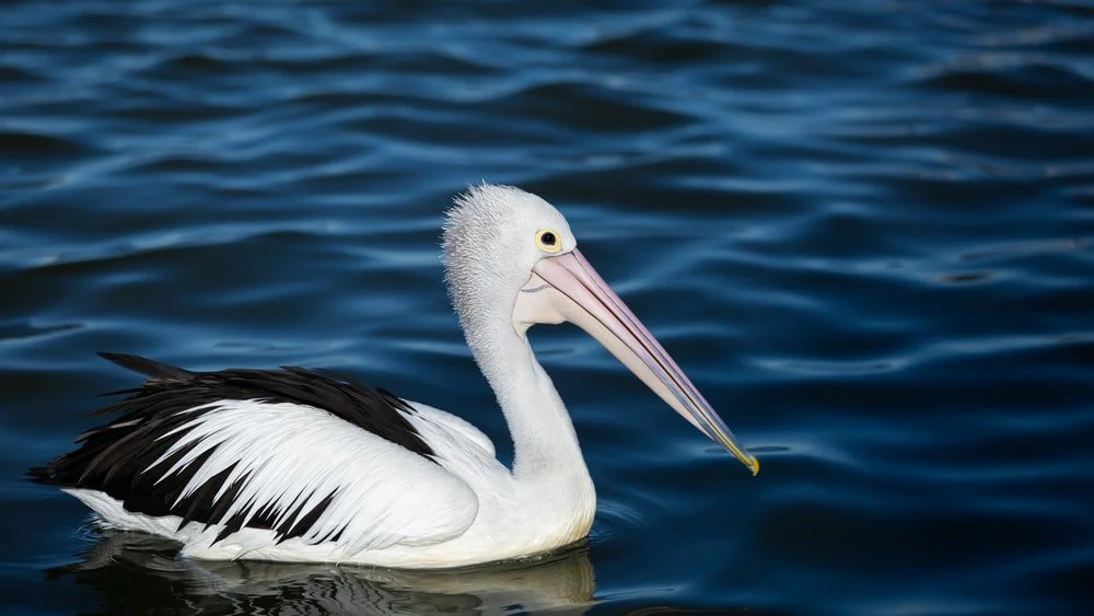 Paint By Numbers | Pelican - Pelican In Ocean