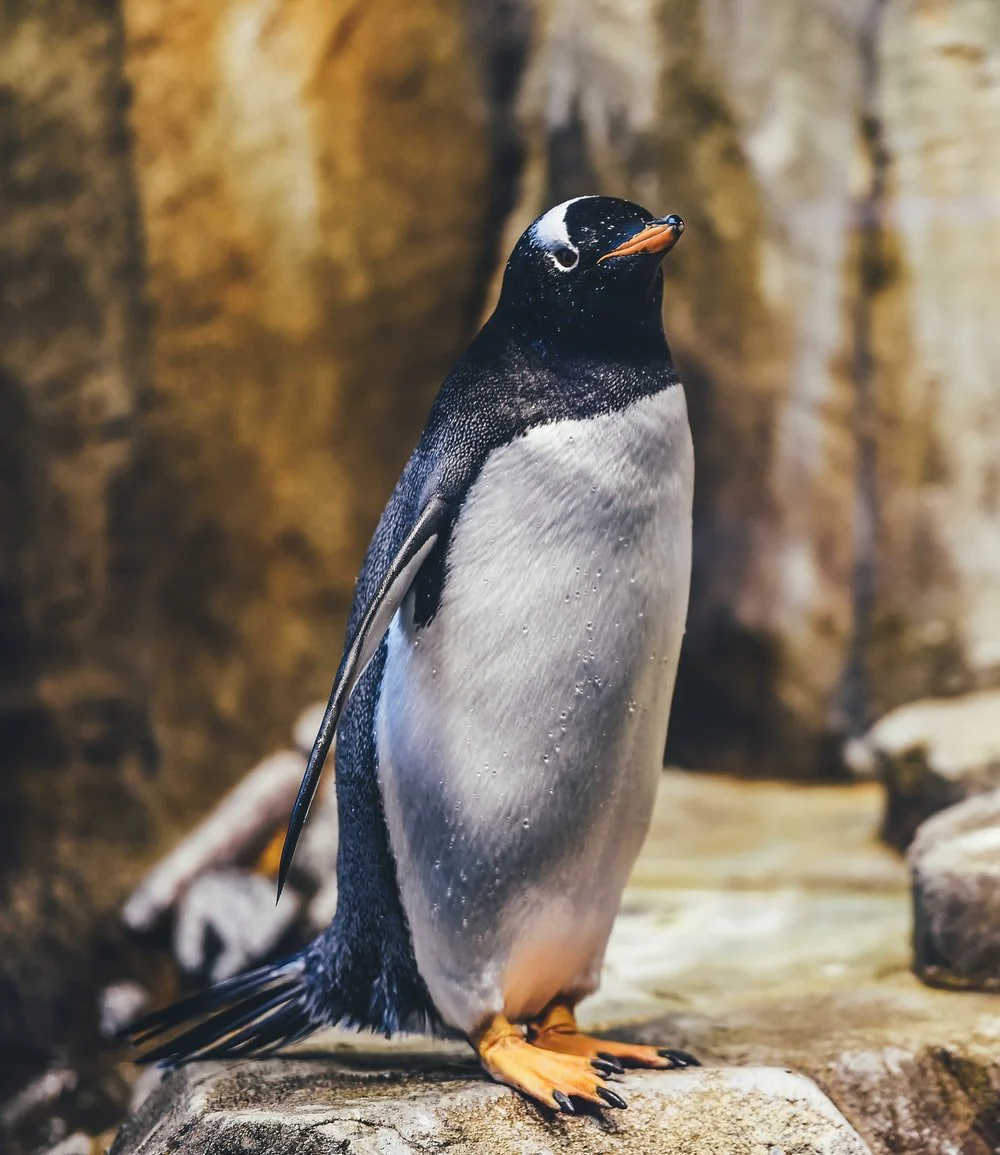 Paint By Numbers | Penguin - Penguin On Rock
