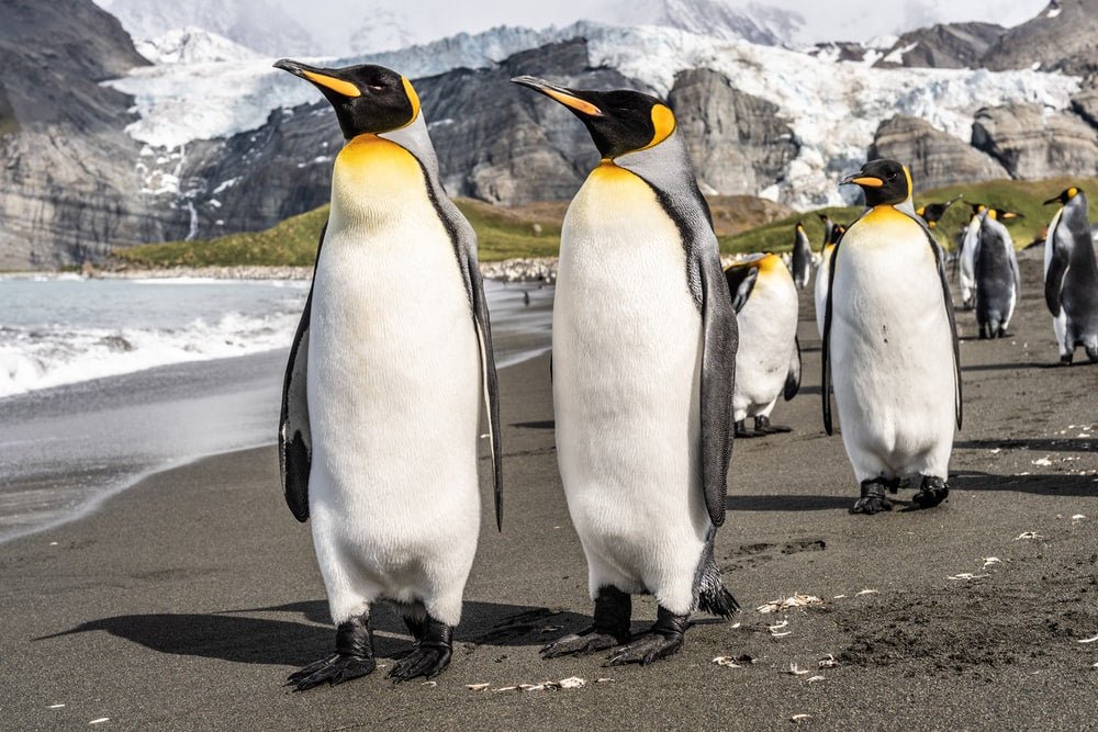 Paint By Numbers | Penguin - Penguins On Gray Concrete Pavement During Daytime