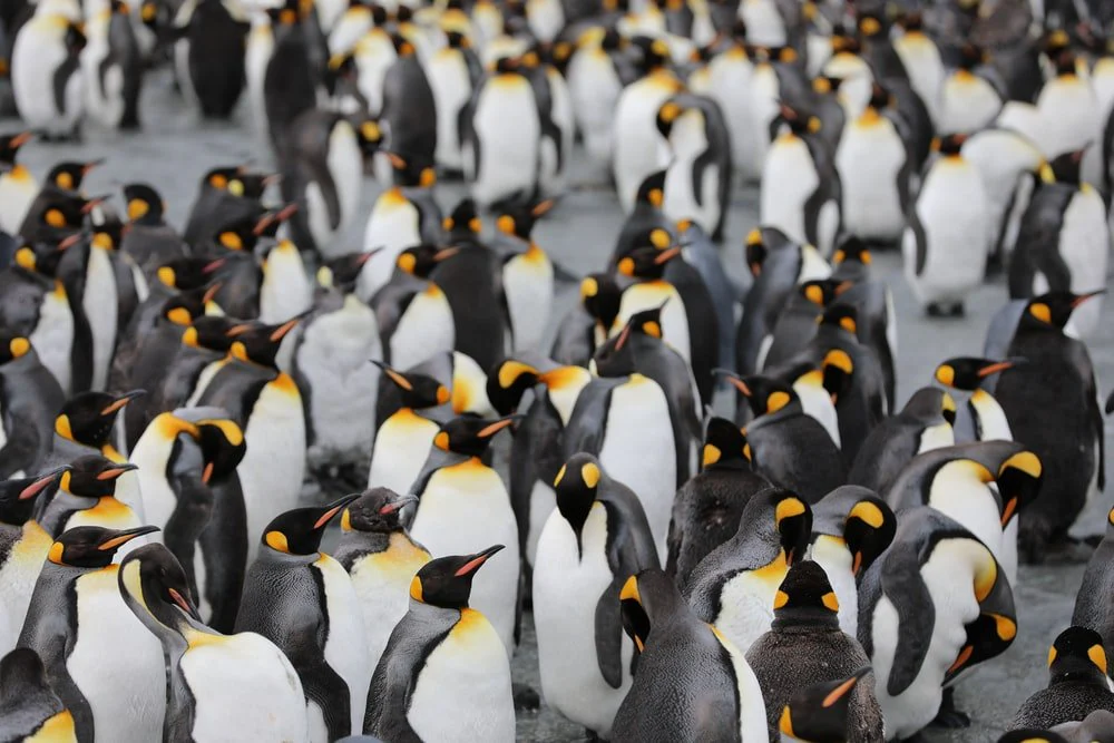 Paint By Numbers | Penguin - Penguins On Green Grass During Daytime