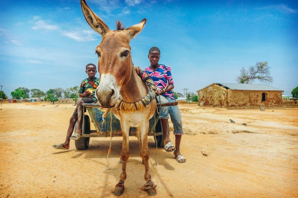 Paint By Numbers | Ass - People Riding On Wagon With Donkey