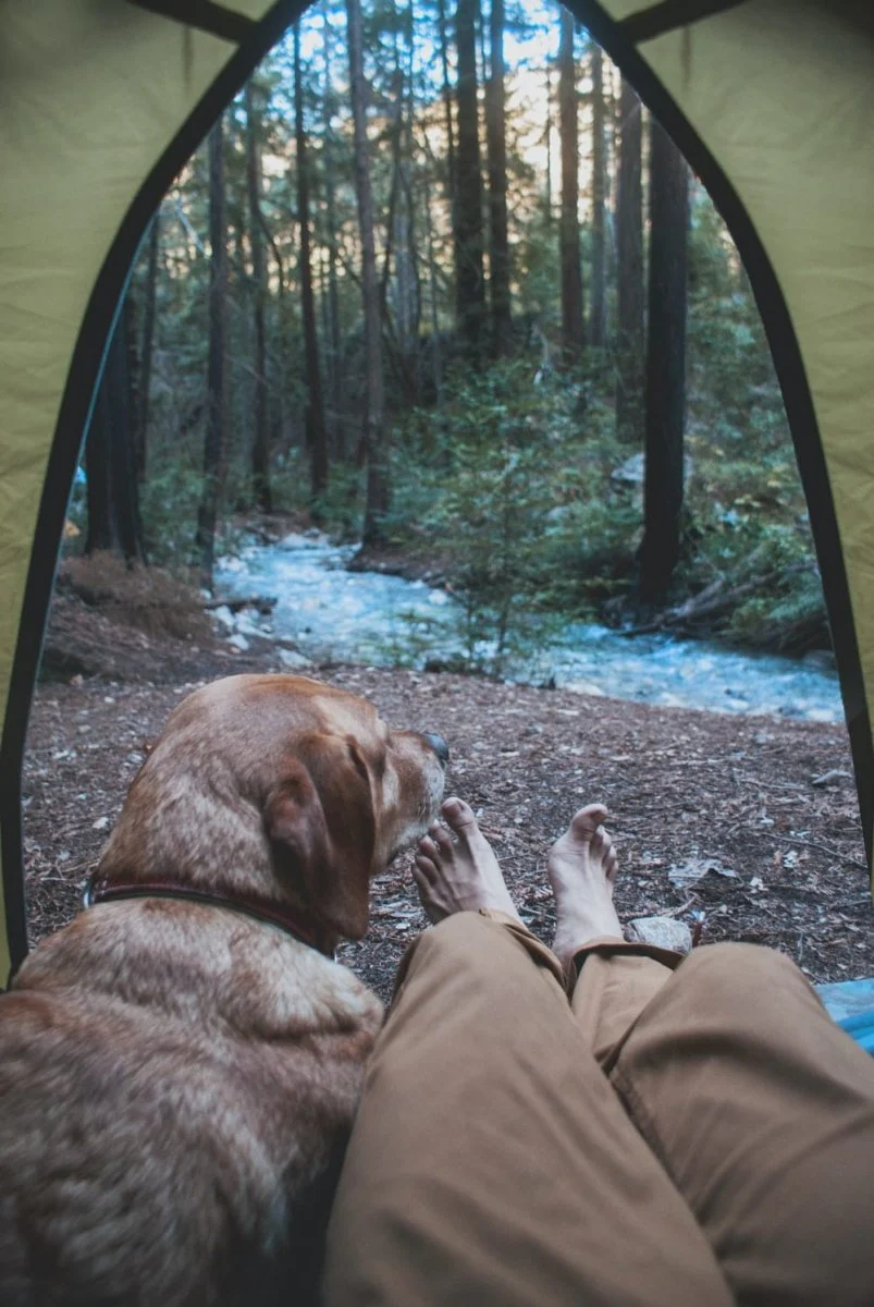 Paint By Numbers | Walrus - Person And Dog Inside Tent In Woods
