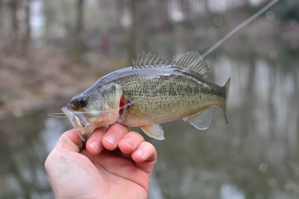 Paint By Numbers | Perch - Person Holding Gray And Yellow Fish