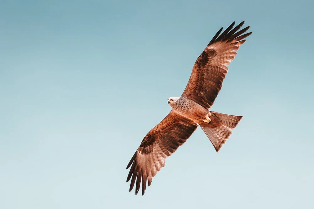 Paint By Numbers | Hawk - Photo Of Brown Hawk Flying