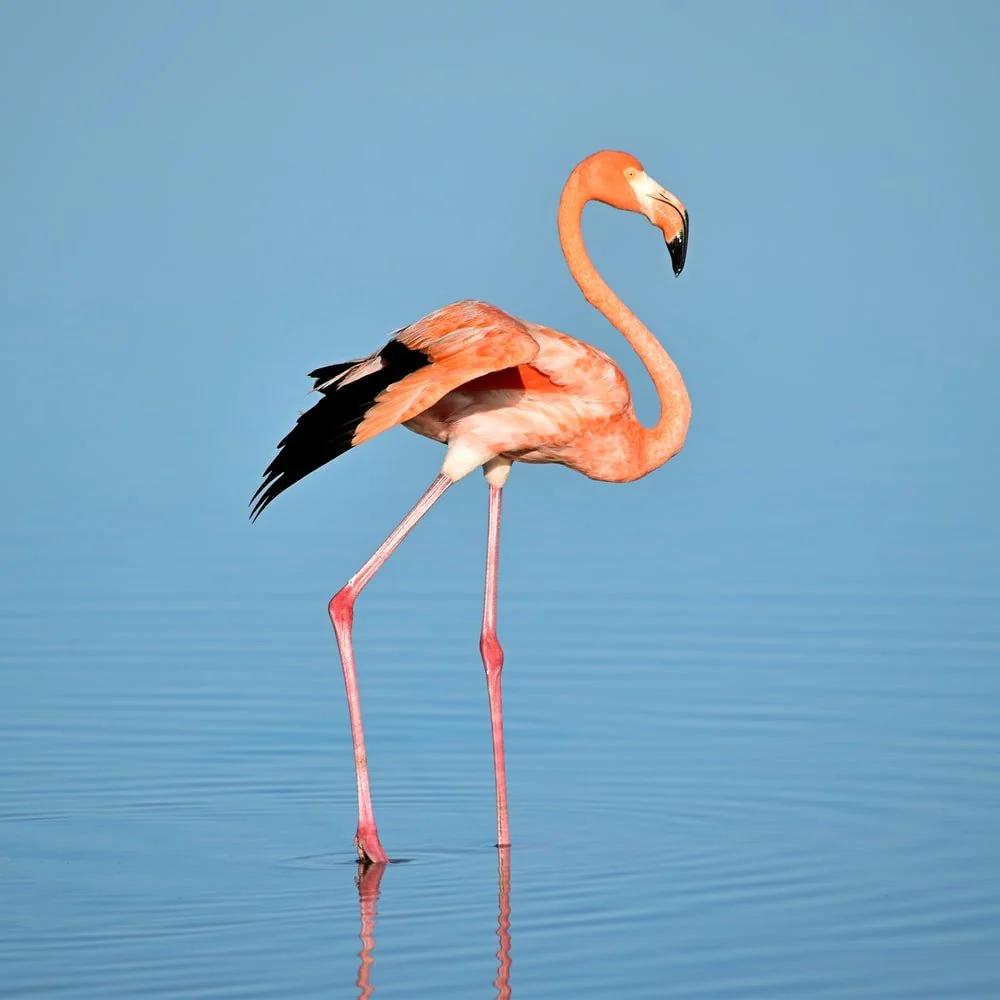 Paint By Numbers | Flamingo - Photo Of Flamingo On Water