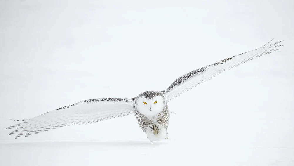 Paint By Numbers | Owl - Photo Of Flying Owl