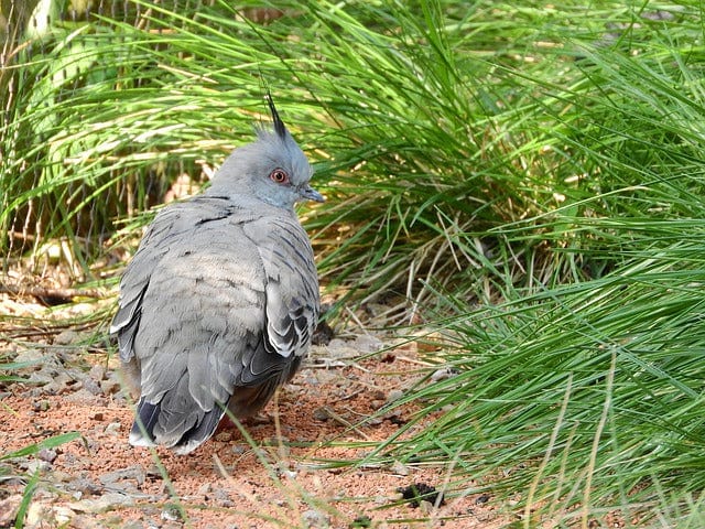 Pigeon Crested Ocyphaps Lophotes Australian Pigeon Paint By Number Kit