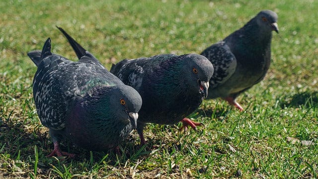 Pigeons Three Pigeons Feathered Race Paint By Number Kit