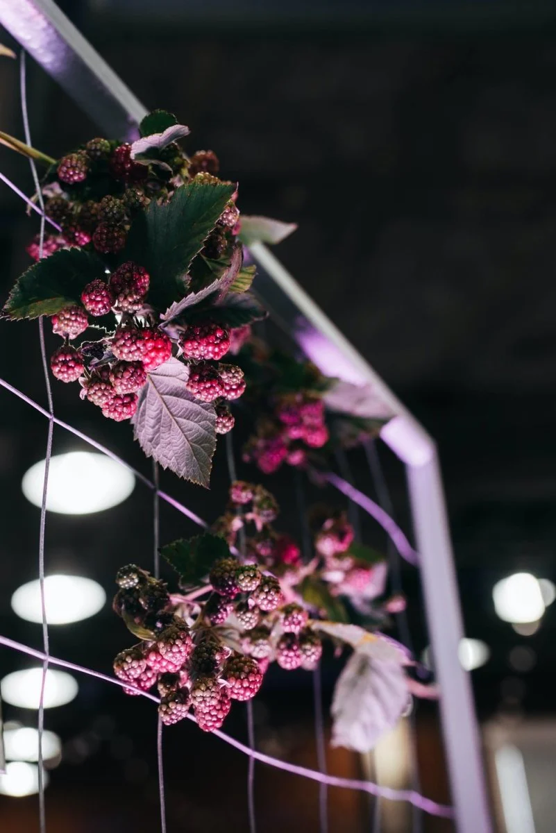 Paint By Numbers | Aphid - Pink Berries Hanged On Fence