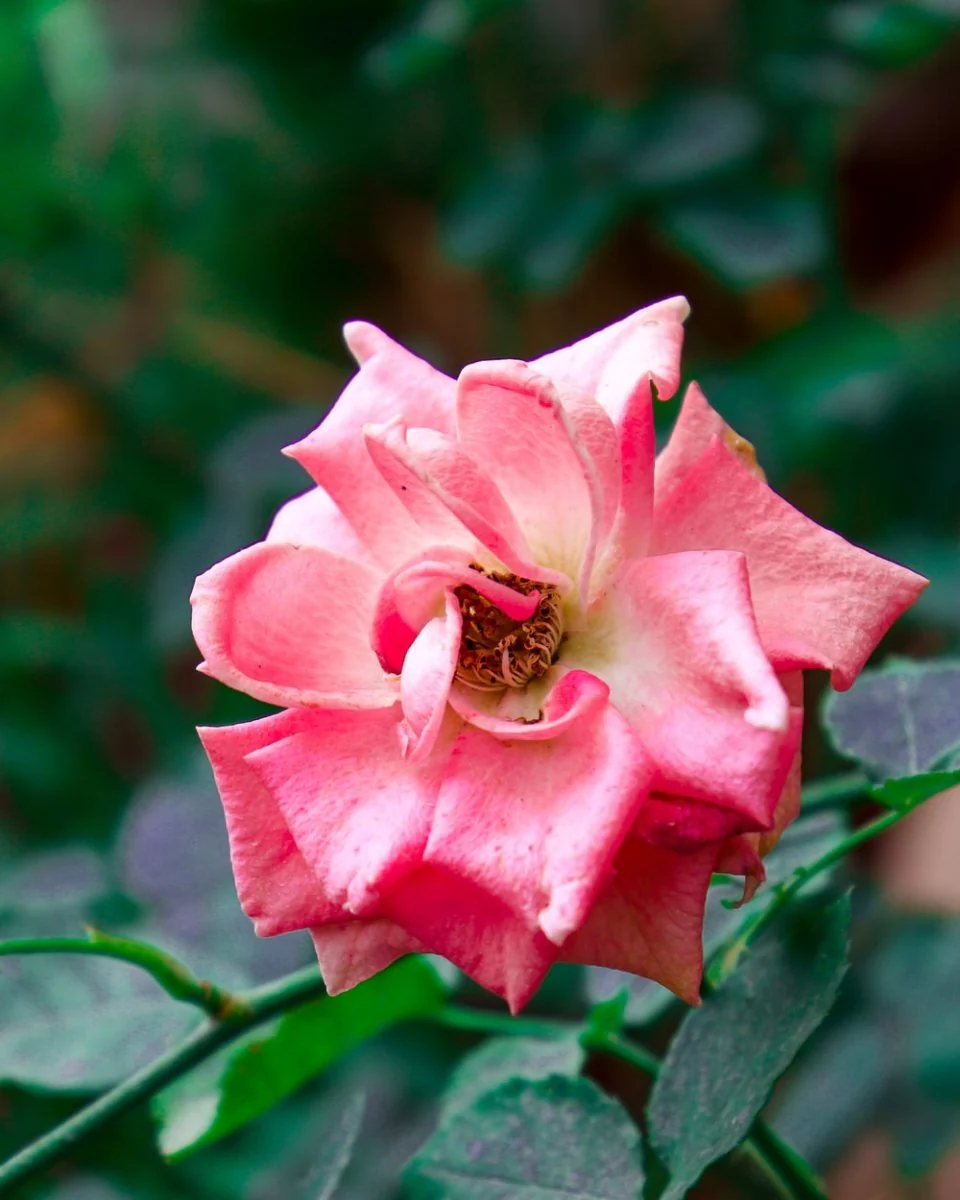 Paint By Numbers | Faisalabad - Pink Flower In Tilt Shift Lens