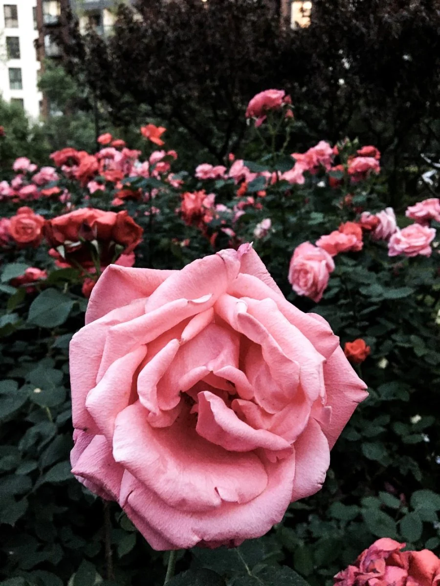 Paint By Numbers | Chaoyang - Pink Rose In Bloom During Daytime