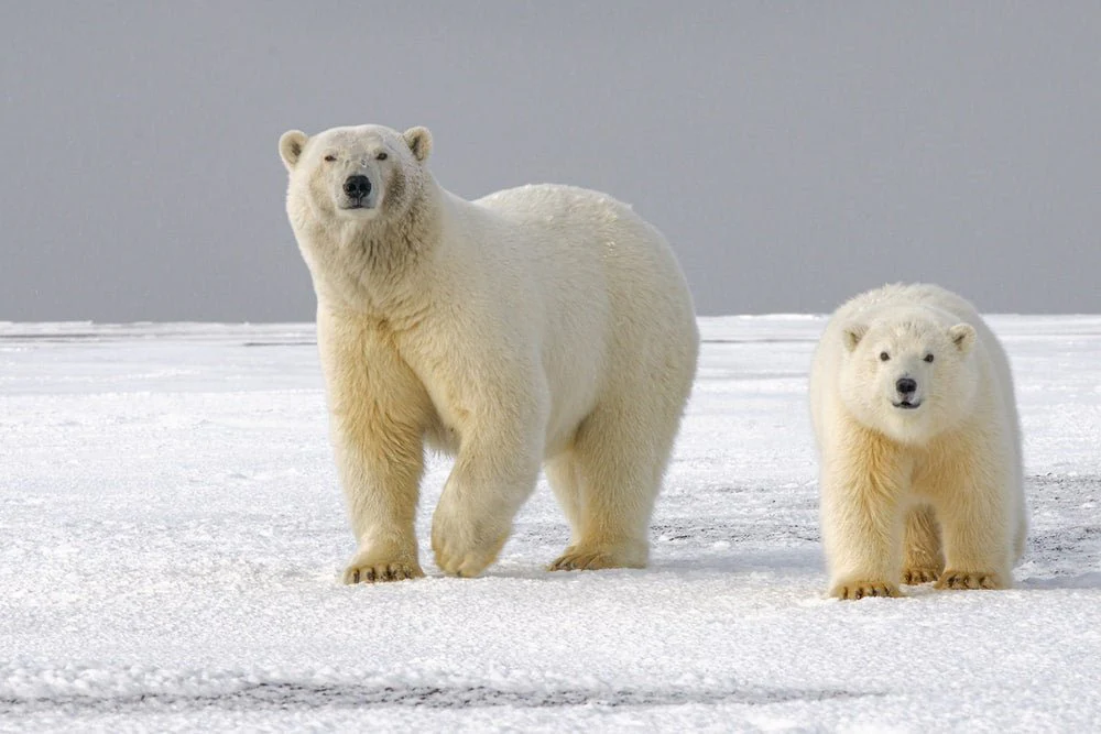 Paint By Numbers | Polar Bear - Polar Bear On Snow Covered Ground During Daytime - Image 5