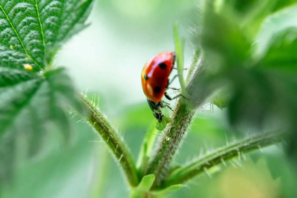 Paint By Numbers | Aphid - Red And Black Ladybug On Plant