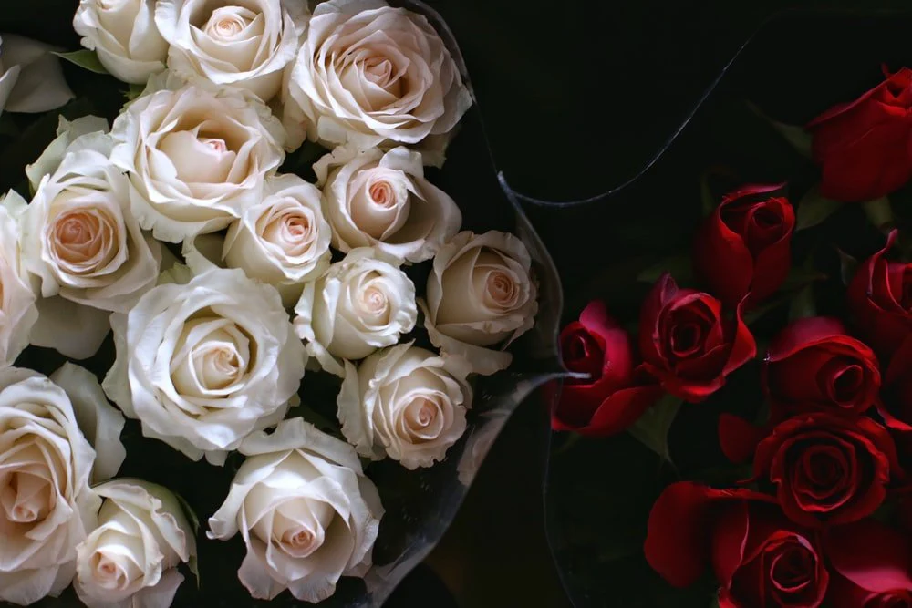 Paint By Numbers | Kunming - Red And White Rose Flowers