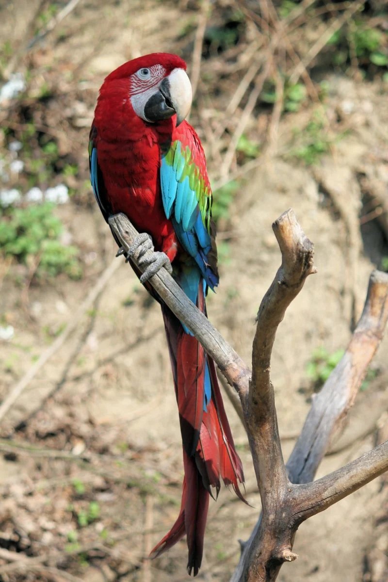 Paint By Numbers | Parrot - Red, Blue, And Green Parrot On Driftwood