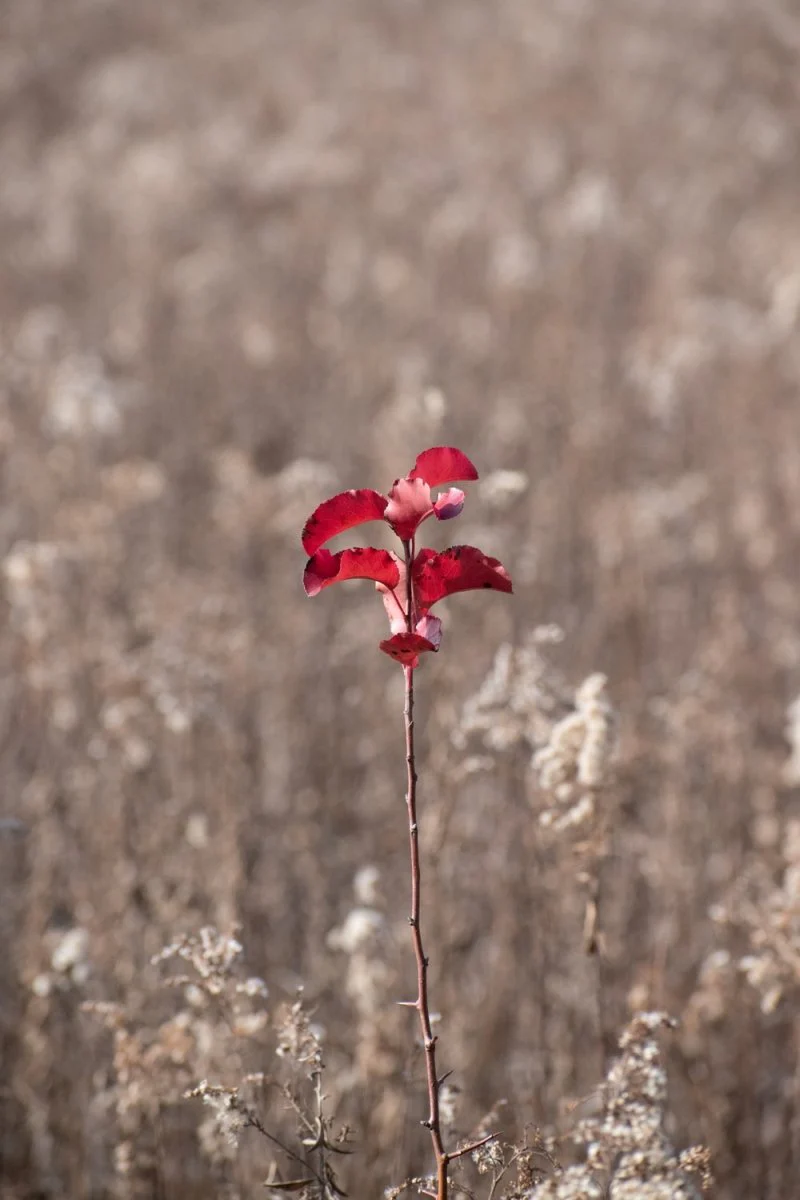 Paint By Numbers | Red Flower On White Snow